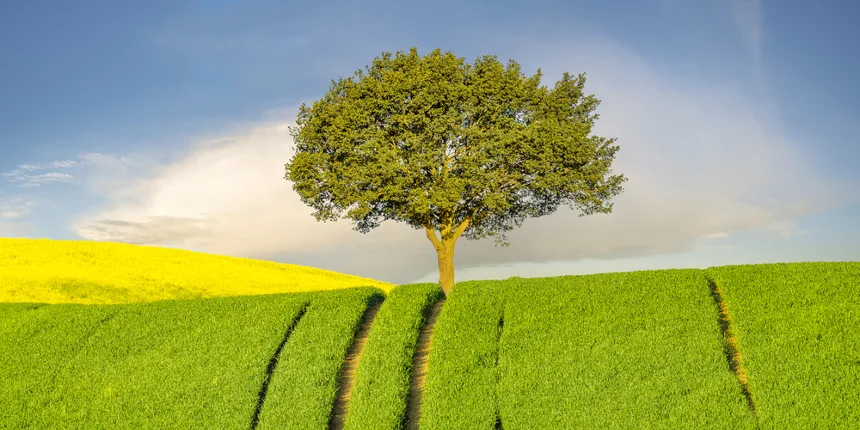 Albero in mezzo ai campi