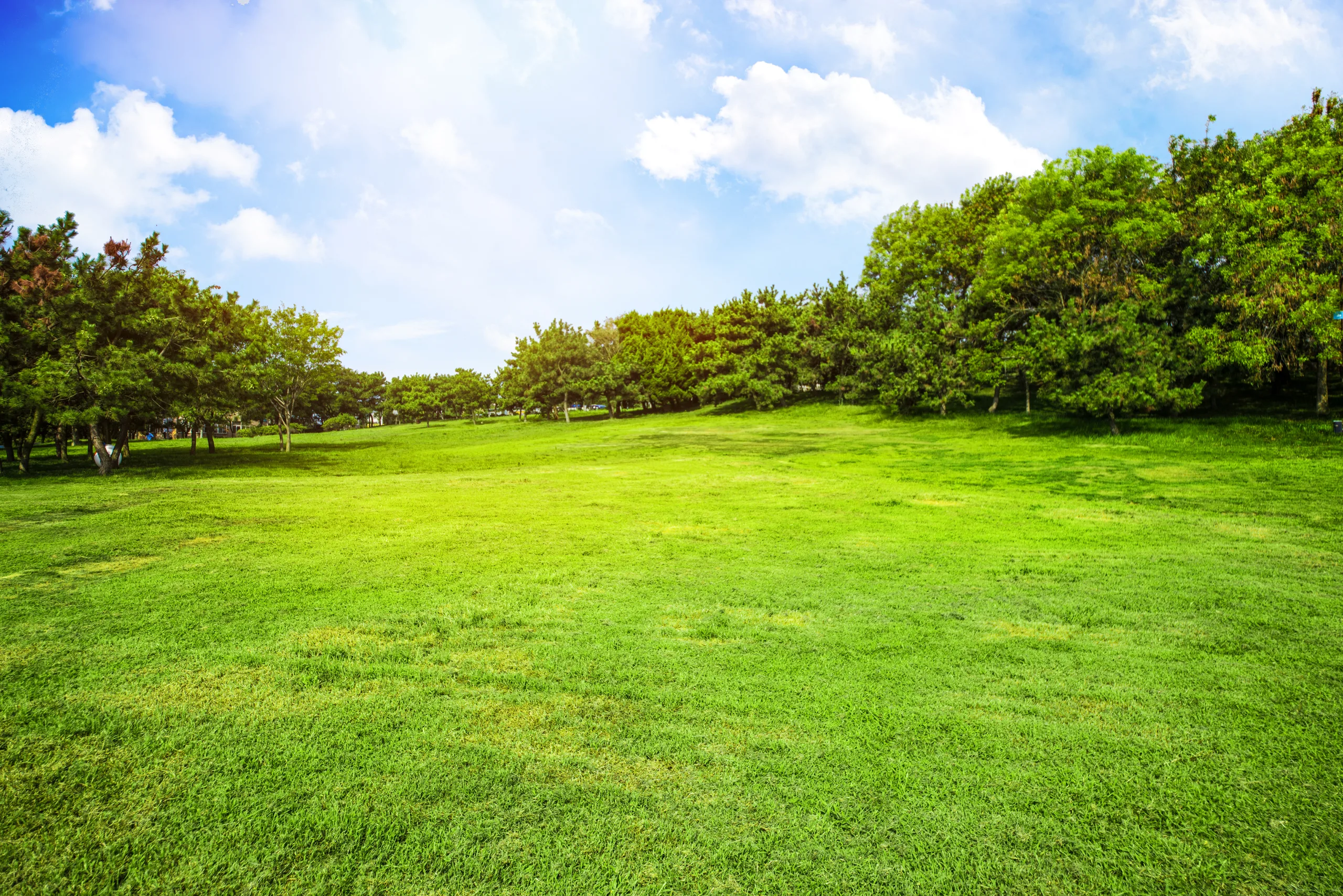 Un prato verde con gli alberi